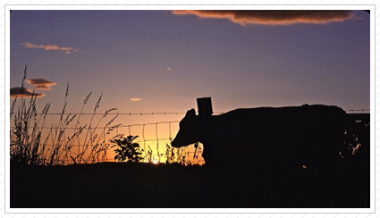 Cow in Sunset, Durham, NH